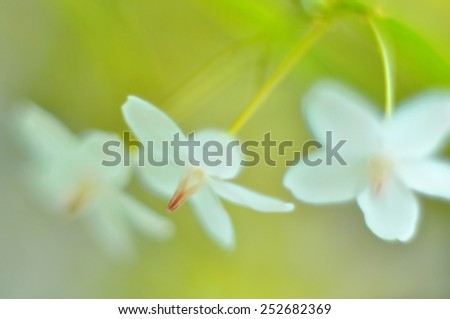 Similar – Wild white flowers lily of the valley