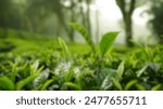 Blur background of fog enveloped tea plantation hills at dawn. Tea field landscape with mountain photography. Serenity and nature concept. Design for calming wall art, environmental poster. Spate.