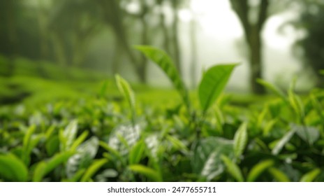 Blur background of fog enveloped tea plantation hills at dawn. Tea field landscape with mountain photography. Serenity and nature concept. Design for calming wall art, environmental poster. Spate. - Powered by Shutterstock