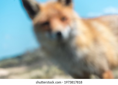 Blur background of a fox looking in the camera