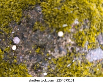 blur background of grass subject - Shutterstock ID 2254893131