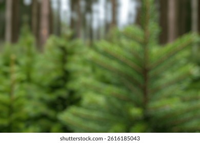 Blur Background of Lush Evergreen Pine Tree Forest with Pine Needles in Focus against a Softly Blurred Woodland Background. Defocused Image for Background.