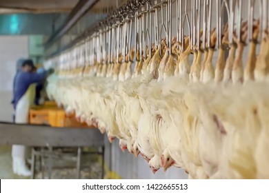 Blur background, no focusing -Abstract image for the background. Chicken factory line 