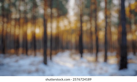 Blur Background of Serene Winter Forest Scene with Sunlight Filtering Through Tall Pine Trees in Snowy Landscape. Defocused Image for Background.