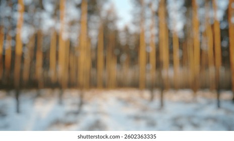 Blur Background of Serene Winter Forest with Tall Pine Trees in Snowy Landscape Illuminated by Soft Morning Light. Defocused Image for Background.