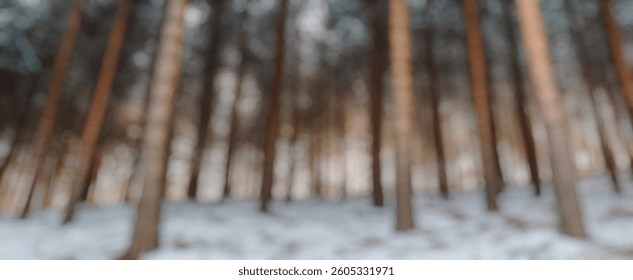 Blur Background of Serene Winter Forest Landscapes with Tall Pine Trees and Snowy Ground Under Dramatic Light Conditions. Defocused Image for Background.
