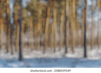 Blur Background of Serene Winter Landscape with Tall Pine Trees in Snowy Forest Under Bright Sunlight. Defocused Image for Background.