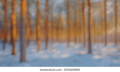 Blur Background of Serene Winter Landscape with Tall Pine Trees Bathed in Warm Light Against a Snowy Forest Floor. Defocused Image for Background.