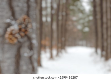 Blur Background of Snowy Forest Path with Pine Cones on Tree Trunk Surrounded by Tall Pine Trees in Winter Landscape. Defocused Image for Background.