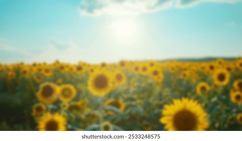 Blur background of sunflower in full bloom under a sunny sky. Sunflower blooming in garden at sunset with blurring background.Nature photography. Summer and agriculture concept. Poster design. Spate. - Powered by Shutterstock