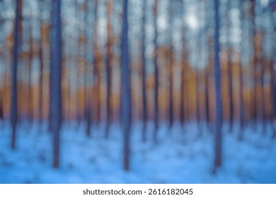 Blur Background of Tranquil Winter Forest with Tall Pine Trees Casting Shadows in a Snowy Landscape at Sunset. Defocused Image for Background.