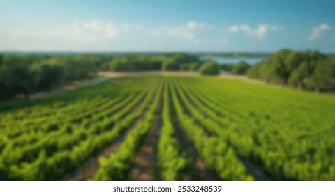 Blur background of vineyard rows in bright sunlight, nestled between hills and trees. Sunlit agricultural landscape. Wine country and sustainable farming concept. Design for wallpaper, poster. Spate. - Powered by Shutterstock