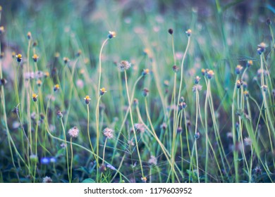 Blur of Colorful flowers grass made with gradient for background,Abstract,texture,Soft and Blurred style.postcard. Fantasy tone.
