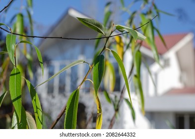 Blur, Defocus, Noise, Grain Effect. Green Willow Leaves In Front Of A Cottage Or Townhouse. A Sunny Spring Day. Front Yard. Property. Selective Focus. No People.