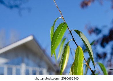 Blur, Defocus, Noise, Grain Effect. Green Willow Leaves In Front Of A Cottage Or Townhouse. A Sunny Spring Day. Front Yard. Property. Selective Focus. No People.