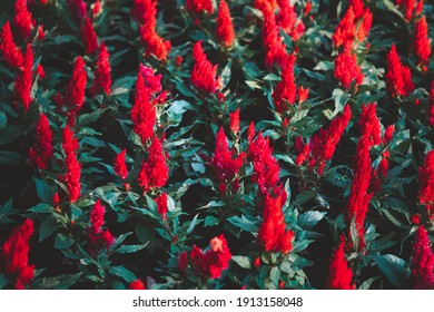 Celosia の画像 写真素材 ベクター画像 Shutterstock