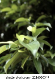 Blur And Defocused Image Of Banyan Tree Leaves In Home Page