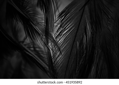 Blur Feather Dark Black Background