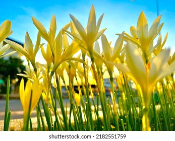 Blur Foreground With Flower, And The Middle Ground Is Clear. The Photo Has Depth Of Field Function Shot.