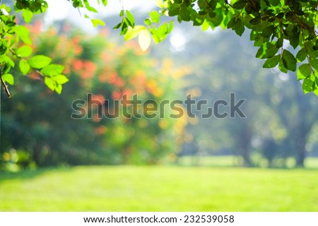 Blur garden tree nature background with bokeh light, Blurred spring green garden, park in spring and summer, Blur nature outdoor abstract background