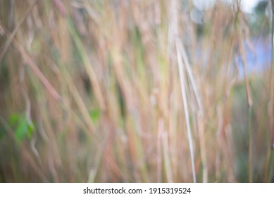 The blur of the grass in evening 