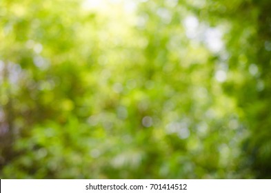 blur green background - Shutterstock ID 701414512