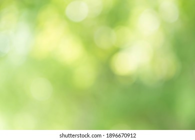 Blur Green Bokeh Nature Background