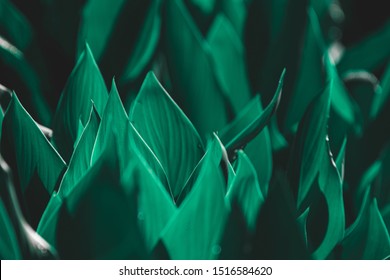 Blur Green Leaves With Copy Space Using As Background Natural Greenery Plants Landscape. Soft Focus. Abstract Nature Background