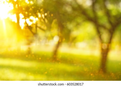 Blur Green Tree Abstract In Garden Or Park Summer With Orange Sun Light Background