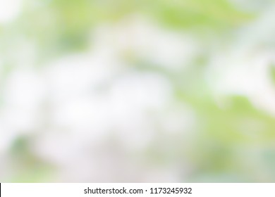 Blur Green Trees Background