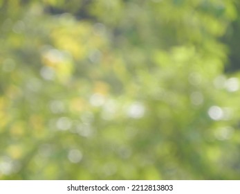 Blur Green Trees Bokeh With Light Used For Background Image