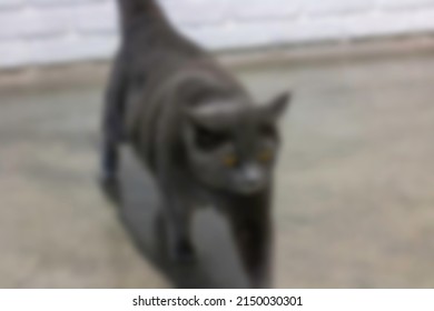 Blur Grey Cat Is Walking At Home