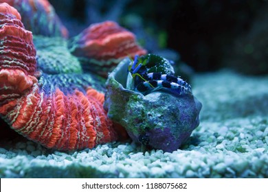 Blur Hermit Crab Turn Upside Down Beside Red Coral Inside Dark Light Aquarium