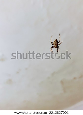Blur image of Araneus ventricosus Spider in Indian household