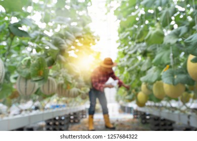 Blur image of farmer checking the quality of the plant in modern hydroponic farming, melon farm