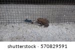 blur image of Frog

