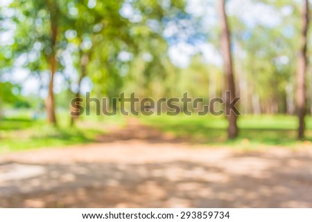 blur image of pine tree forest on day time for background usage.