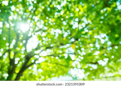 Blur image of Sun rays shines through forest trees,nature of green leaf in garden at summer,sunlight spring summer concept nature background. - Shutterstock ID 2321391009
