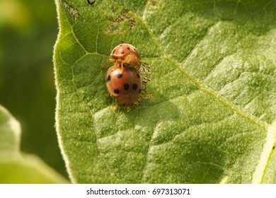 blur ladybug image