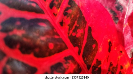 Blur leaf pattern. 