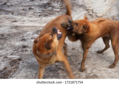 blur movement of two brown dogs animal violent fighting outdoor bare land