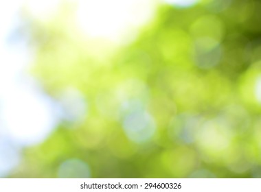 blur natural and light background under Tree