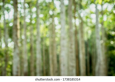 Blur nature bokeh green. Out of focus, rubber forest and sunlight. forest bokeh and blur background. - Shutterstock ID 1738185314