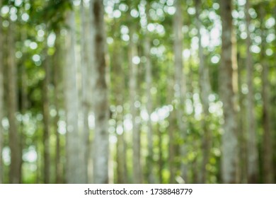 Blur nature bokeh green. Out of focus, rubber forest and sunlight. forest bokeh and blur background. - Shutterstock ID 1738848779