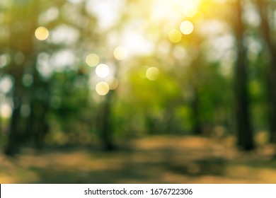 Blur Nature Bokeh Green Park By Beach And Tropical Coconut Trees In Sunset Time.