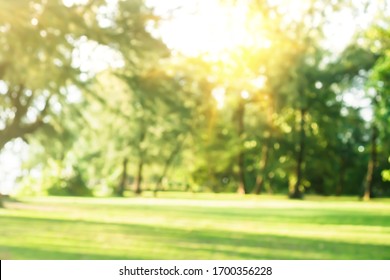 Blur nature bokeh green park by beach and tropical coconut trees in sunset time. - Shutterstock ID 1700356228