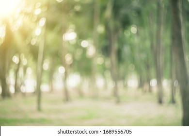 Blur nature green park with bokeh sun light abstract background. Copy space of travel nature adventure and environment ecology concept. Vintage tone filter effect color style.