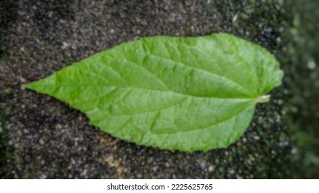 Blur One Green Leaf Background