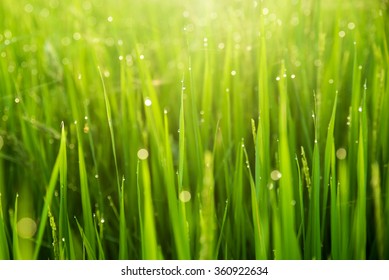 100,014 Blurry grass background Images, Stock Photos & Vectors ...