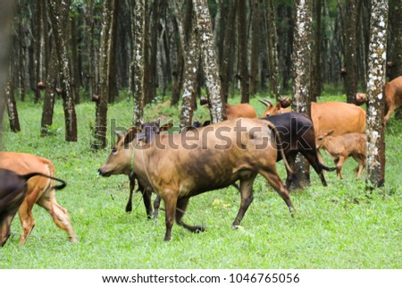 blur photo, cow and buffalo in forest after rain and masses, eat grass, cowboy